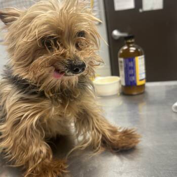 Rescue Yorkshire Terrier Dogs for Adoption in Durango, Colorado - Werthers | PetCurious