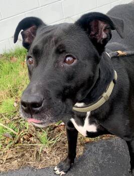 Rescue Black Labrador Retriever and Shepherd Dogs for Adoption in Mckeesport, Pennsylvania - Petey | PetCurious