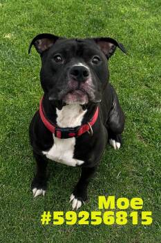Rescue Pit Bull Terrier Dogs for Adoption in Wilkes-barre, Pennsylvania - Moe | PetCurious
