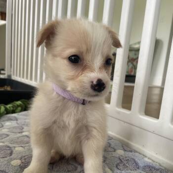 Yorkshire Terrier Dogs Available for Adoption in Baton Rouge, Louisiana - Graham | PetCurious