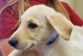 Draco -  Great Pyrenees and Mixed Breed Dog for Adoption in Kansas City, Missouri - Draco | PetCurious