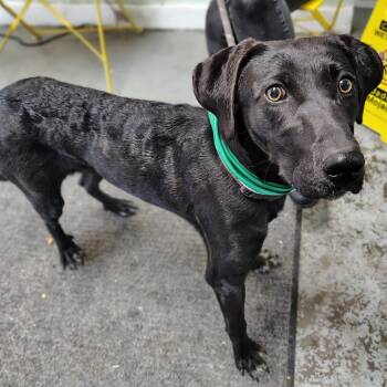 Labrador Retriever Dogs Available for Adoption in Falls Church, Virginia - Johnny Cash | PetCurious