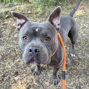 Meatball (C000-151) - Costa Mesa Location -  American Staffordshire Terrier Dog for Adoption in Chino Hills, California - Meatball (C000-151) - Costa Mesa Location | PetCurious