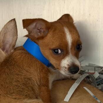 Chihuahua and Mixed Breed Dogs Available for Adoption in Lakeland, Florida - Shawn | PetCurious