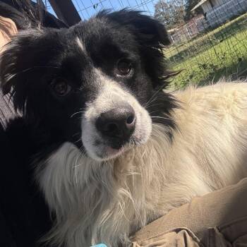 Rescue Border Collie Dogs for Adoption in Sonoma, California - Mr. Collins | PetCurious