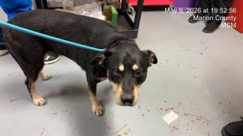 Siberian Husky and Mixed Breed Dogs Available for Adoption in Ocala, Florida - LOBO | PetCurious