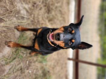 Rescue Doberman Pinscher Dogs for Adoption in Killeen, Texas - Sierra | PetCurious