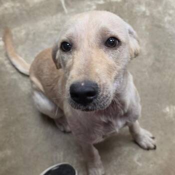 Basil -  Labrador Retriever and Mixed Breed Dog for Adoption in West Point, Mississippi - Basil | PetCurious