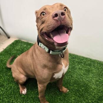 Pit Bull Terrier Dogs Available for Adoption in Columbia, Missouri - Bob | PetCurious