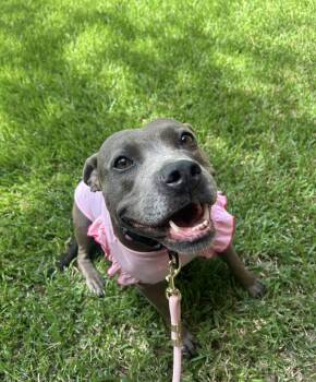 Princess -  American Staffordshire Terrier and Staffordshire Bull Terrier Dog for Adoption in South Houston, Texas - Princess | PetCurious
