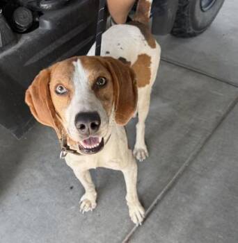 Beau -  Foxhound and Mixed Breed Dog for Adoption in Conway, South Carolina - Beau | PetCurious