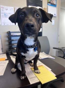 Rusty -  Dachshund Dog for Adoption in Parker, Colorado - Rusty | PetCurious