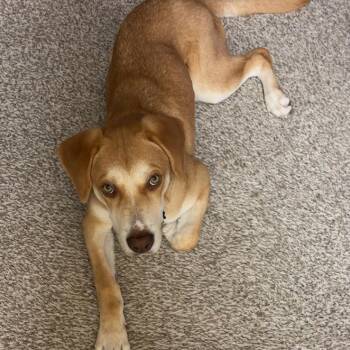 Cooper -  Labrador Retriever and Mixed Breed Dog for Adoption in Overland Park, Kansas - Cooper | PetCurious