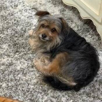 Yorkshire Terrier Dogs Available for Adoption in Potomac, Maryland - Linus | PetCurious