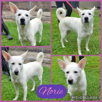 Shepherd and Husky Dogs Available for Adoption in Ringwood, New Jersey - Norie | PetCurious