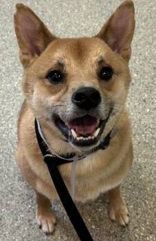 Shiba Inu and Mixed Breed Dogs Available for Adoption in Kansas City, Missouri - Kiko | PetCurious