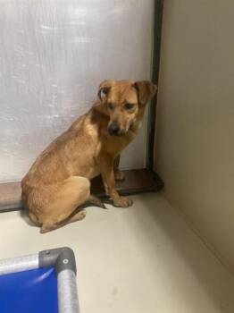 Shepherd Dogs Available for Adoption in Thousand Oaks, California - Annette | PetCurious