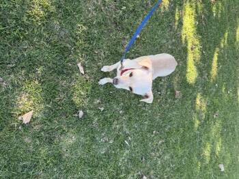 Rescue Chihuahua Dogs for Adoption in Chula Vista, California - Mily | PetCurious