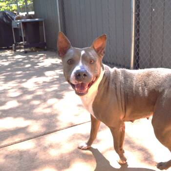 MACY -  Pit Bull Terrier Dog for Adoption in Athens, Alabama - MACY | PetCurious