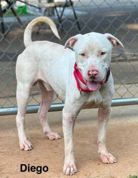 Diego -  Terrier Dog for Adoption in Athens, Tennessee - Diego | PetCurious