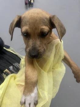 Mixed Breed Dogs Available for Adoption - Talon | PetCurious