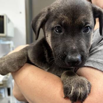 Hurricane Warning -  Shepherd and Mixed Breed Dog for Adoption in Hattiesburg, Mississippi - Hurricane Warning | PetCurious