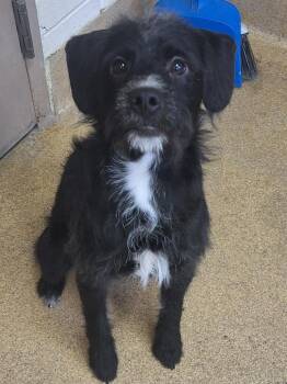 Poodle Dogs Available for Adoption in Grand Forks, North Dakota - Austen | PetCurious