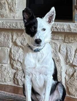Rescue Border Collie Dogs for Adoption in Mingus, Texas - Hank | PetCurious