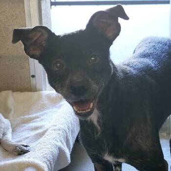 Chihuahua and Mixed Breed Dogs Available for Adoption in Clearwater, Florida - Blaine | PetCurious