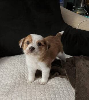 Australian Cattle Dog Blue Heeler and Cattle Dog Dogs Available for Adoption in Whitestown, Indiana - Harriet | PetCurious