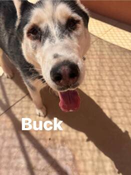 Buck -  Siberian Husky Dog for Adoption in Ivins, Utah - Buck | PetCurious