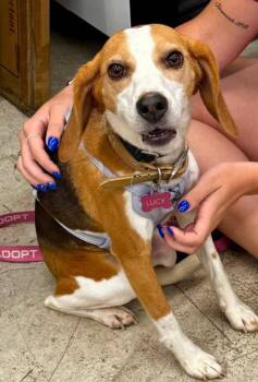 Lucy *Adopt or Foster* -  Beagle Dog for Adoption in Fairfax, Virginia - Lucy *Adopt Or Foster* | PetCurious