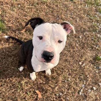 Rescue Pit Bull Terrier Dogs for Adoption in Saluda, Virginia - Lowkey | PetCurious