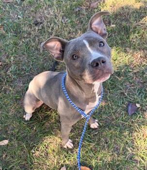 Mixed Breed Dogs Available for Adoption - GLINDA | PetCurious