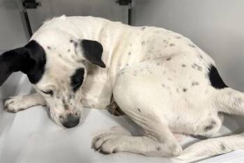 Pit Bull Terrier and Mixed Breed Dogs Available for Adoption - A651399 | PetCurious