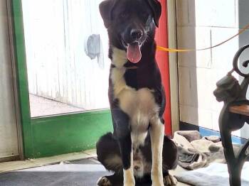 MAGPIE -  Karelian Bear Dog and Mixed Breed Dog for Adoption in Anchorage, Alaska - MAGPIE | PetCurious