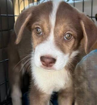 Jolie -  Australian Shepherd Dog for Adoption in Larkfield-wikiup, California - Jolie | PetCurious