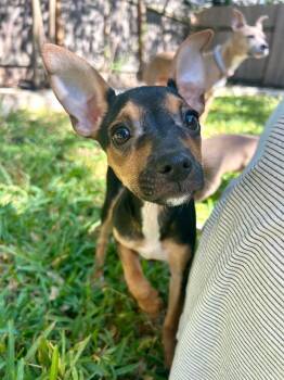Rescue Chihuahua Dogs for Adoption in Pflugerville, Texas - Foxtrot | PetCurious
