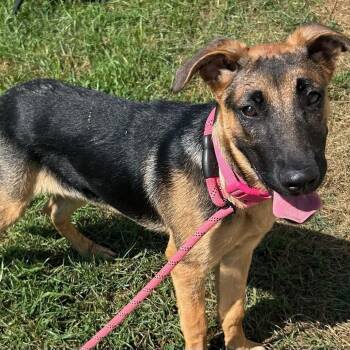 Thelma -  German Shepherd Dog Dog for Adoption in Traverse City, Michigan - Thelma | PetCurious