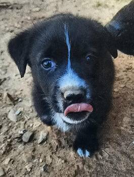 Dachshund and Mixed Breed Dogs Available for Adoption in Biloxi, Mississippi - Pepper Star-Dust | PetCurious