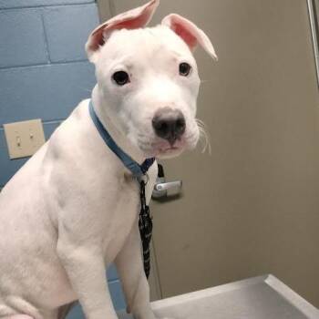 Koda -  Pit Bull Terrier and Labrador Retriever Dog for Adoption in Brooksville, Kentucky - Koda | PetCurious