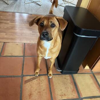 Ellis/Toastie -  Terrier Dog for Adoption in San Diego, California - Ellis/Toastie | PetCurious