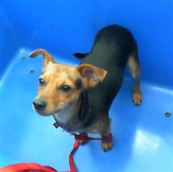 Rescue Mixed Breed Dogs for Adoption in Dallas, Texas - MAX | PetCurious