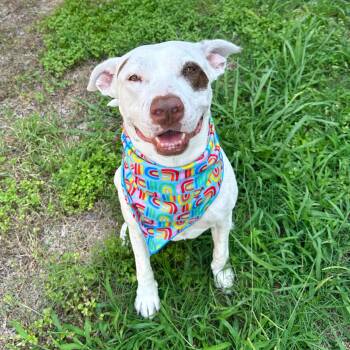 Honey Comb -  Terrier and American Bulldog Dog for Adoption in Corpus Christi, Texas - Honey Comb | PetCurious