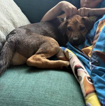 Lunchbox -  Beagle Dog for Adoption in Brooklyn Center, Minnesota - Lunchbox | PetCurious