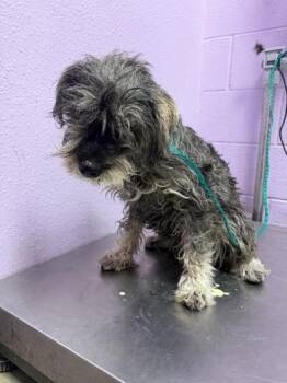 Schnauzer and Mixed Breed Dogs Available for Adoption in El Paso, Texas - 60991038 | PetCurious