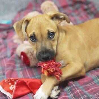 Mixed Breed Dogs Available for Adoption in Atlanta, Georgia - Dior | PetCurious