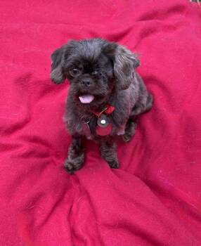 Cocoa Bean -  Brussels Griffon Dog for Adoption in Houston, Texas - Cocoa Bean | PetCurious