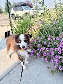Cache -  Shepherd and Mixed Breed Dog for Adoption in Fort Collins, Colorado - Cache | PetCurious