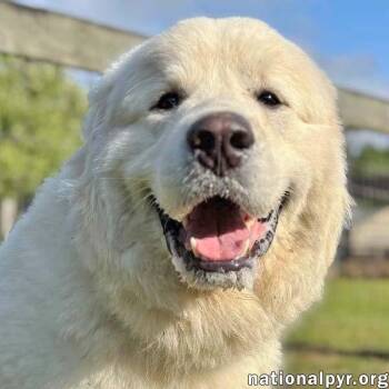 Great Pyrenees Dogs Available for Adoption in Beacon, New York - Gemini In GA - A Sweet Gentleman! | PetCurious